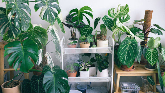 Migliori piante da interno per aria pulita