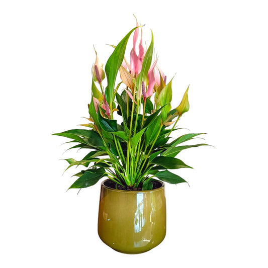 Anthurium in vaso verde - piante da interni - L'Asso dei fiori