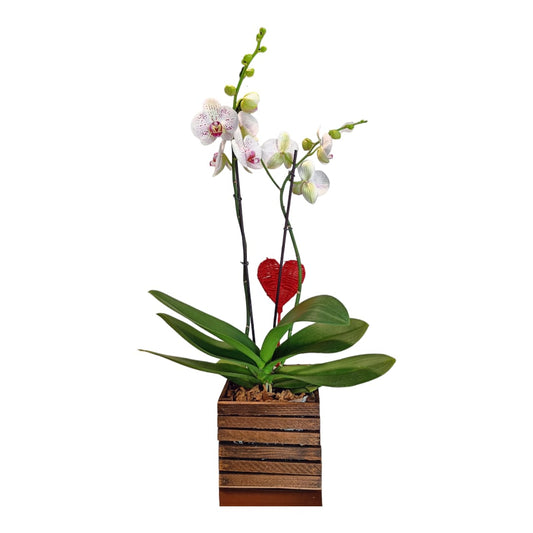 Orchidea in vaso | Piante da interni