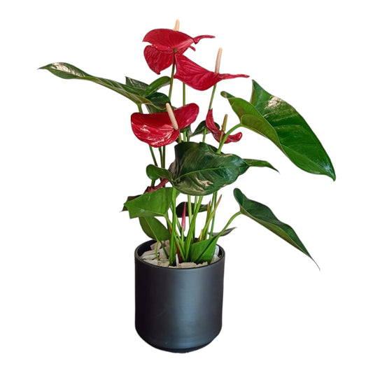Anthurium in vaso | piante da interni -L'Asso Dei Fiori