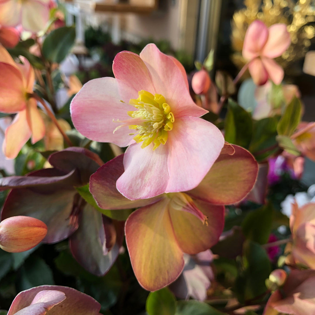 Piante da esterno resistenti al freddo: prepara il tuo giardino all'inverno