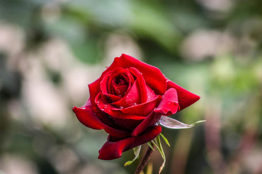 Come far durare le Rose Rosse più a lungo