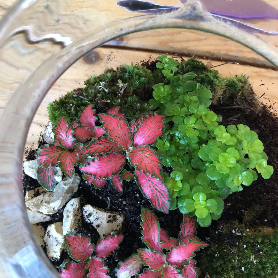 Terrarium: Ecosistemi in Miniatura per la Tua Casa