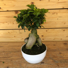 Bonsai Medium