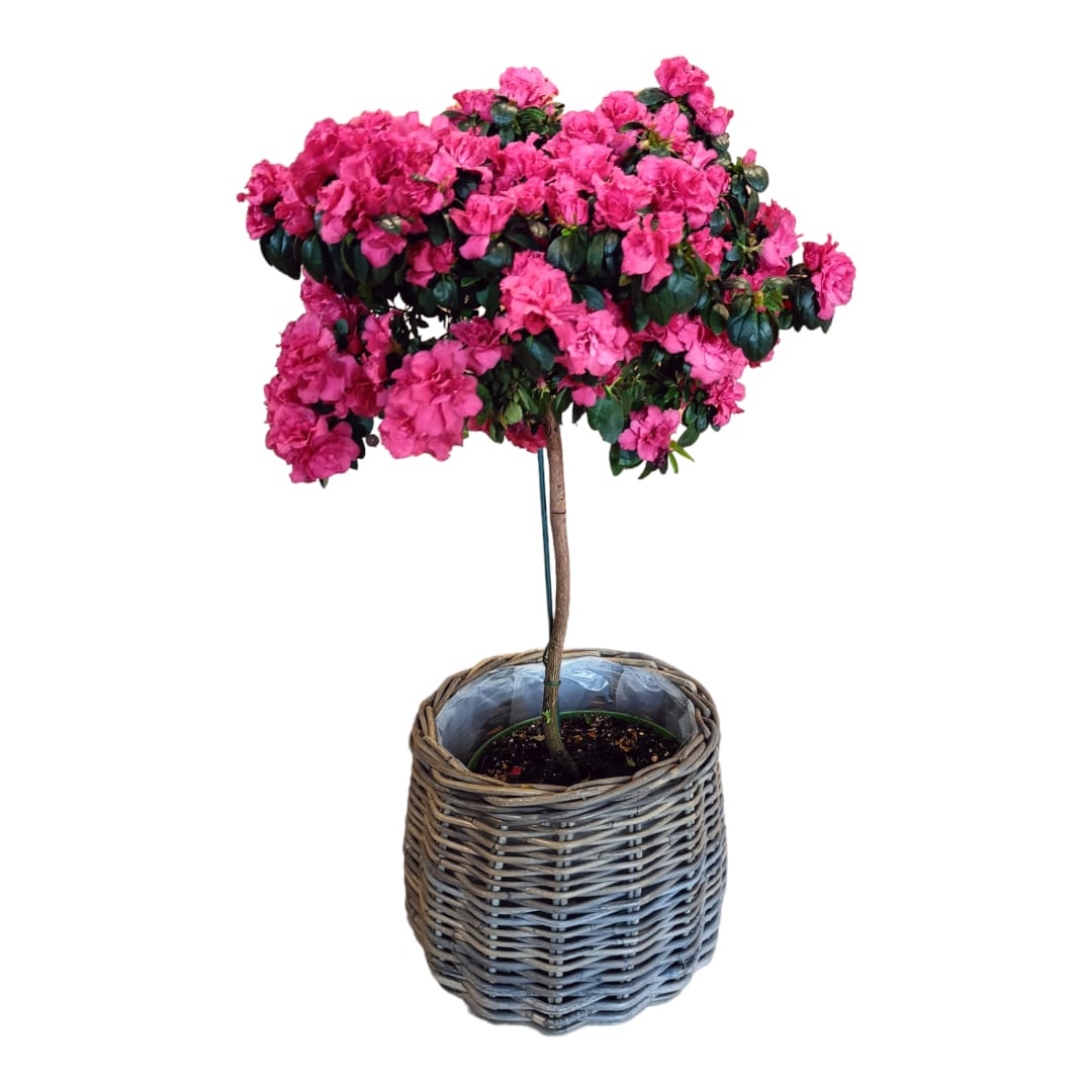 Azalea in cesto - piante da interni - L'Asso dei fiori