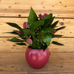 Anthurium vaso viola