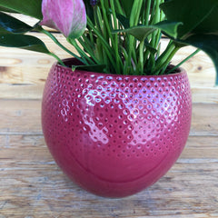 Anthurium vaso viola