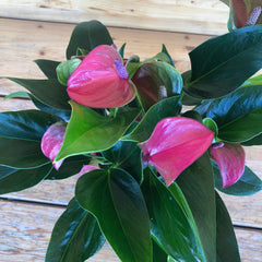 Anthurium vaso viola