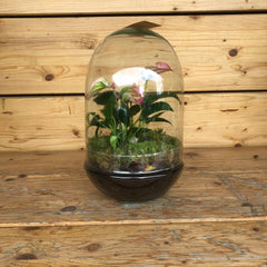 Terrarium Anthurium