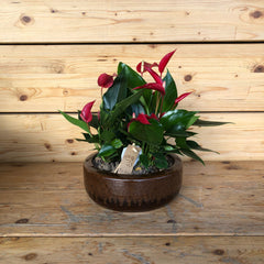 Anthurium in ciotola