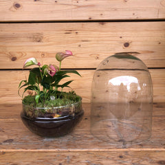 Terrarium Anthurium