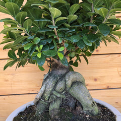 Bonsai big in ciotola