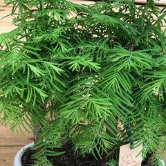 Bonsai metasequoia ( Abete d'acqua )