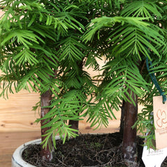 Bonsai metasequoia ( Abete d'acqua )