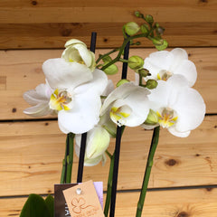 Orchidea 4 rami