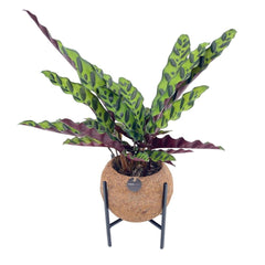 Kokodama calathea