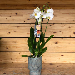 Orchidea 4 rami