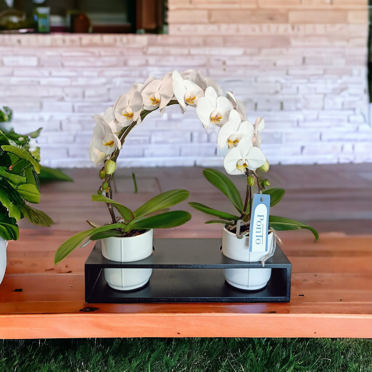 Orchidea semicerchio | Piante da interno