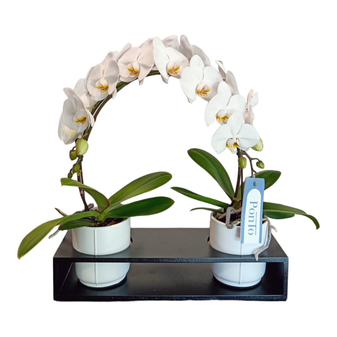 Orchidea semicerchio