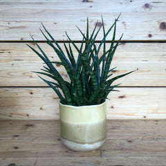 Sansevieria in vaso