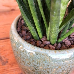 Sansevieria Cilindrica: Eleganza Versatile in Vaso Verde