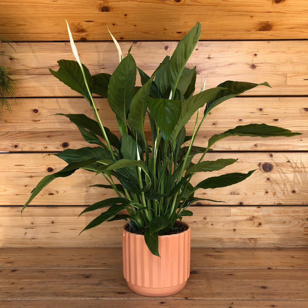 Spathiphyllum in vaso