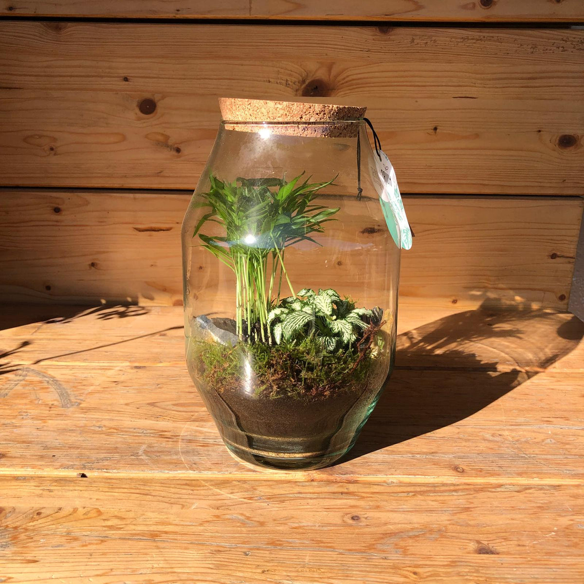 Terrarium Orsola