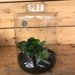 Terrarium aperto