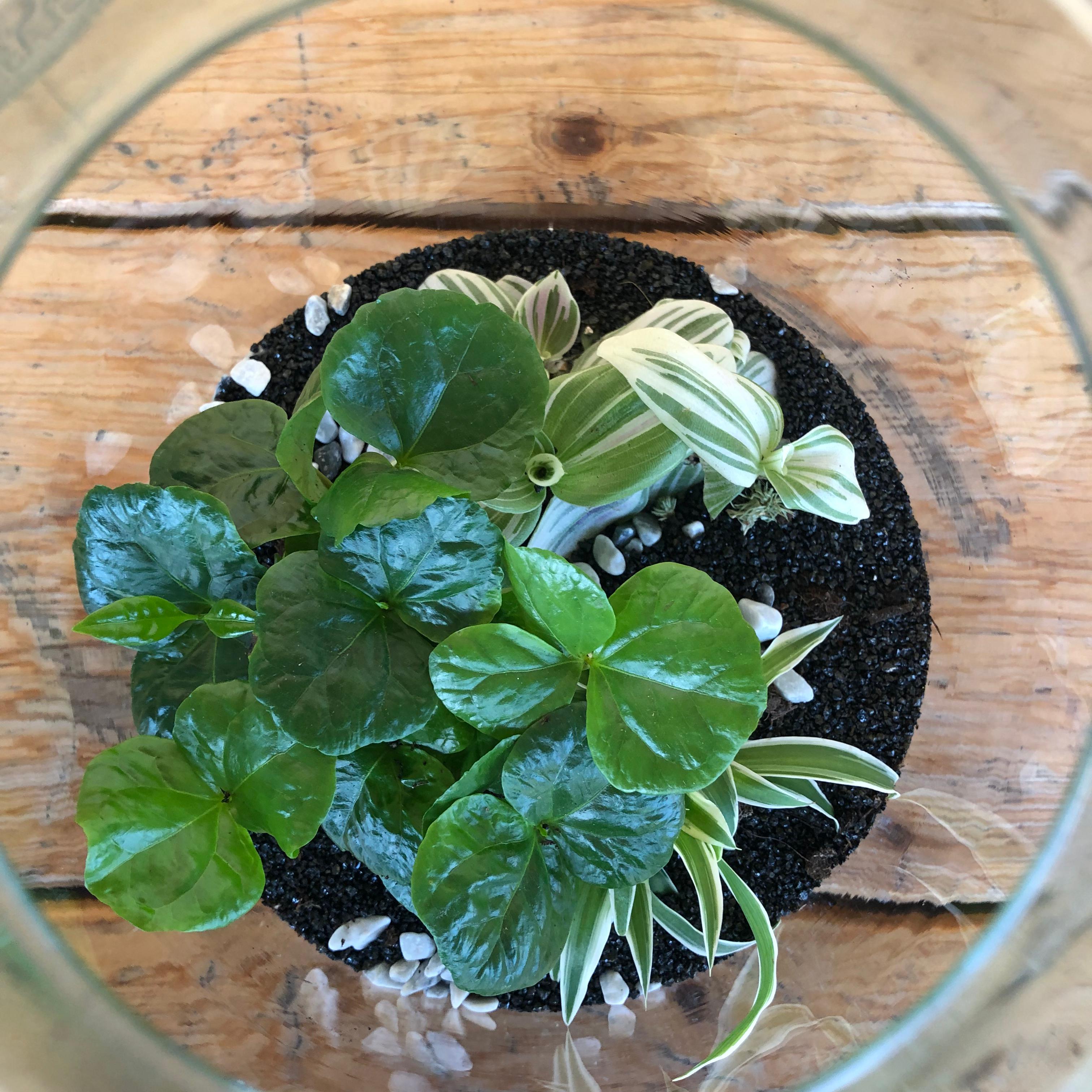 Terrarium aperto