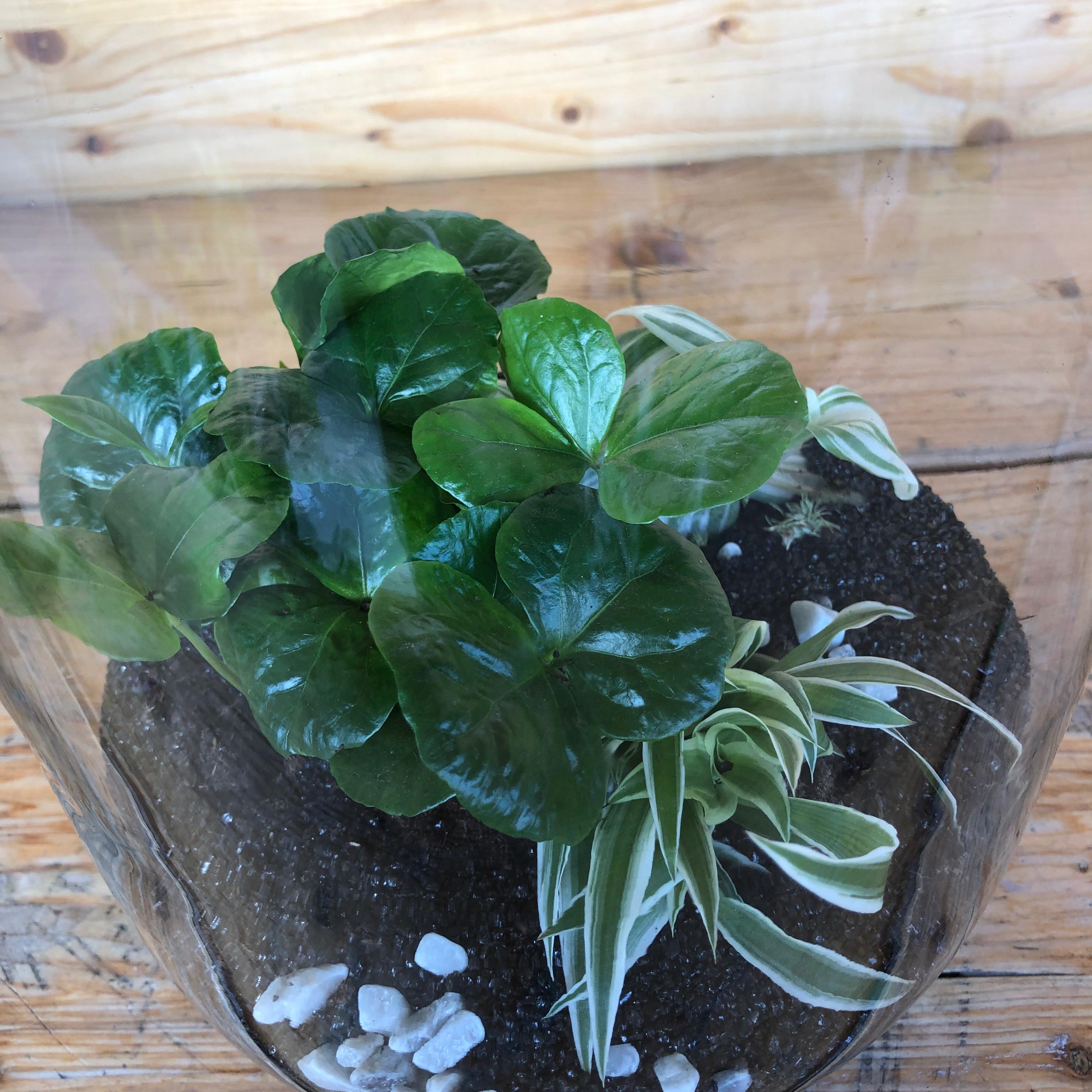 Terrarium aperto