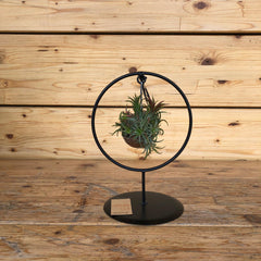 Tillandsia in struttura rotonda