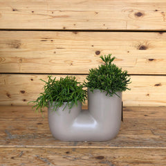 Rhipsalis in tubo
