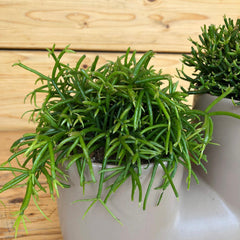 Rhipsalis in tubo