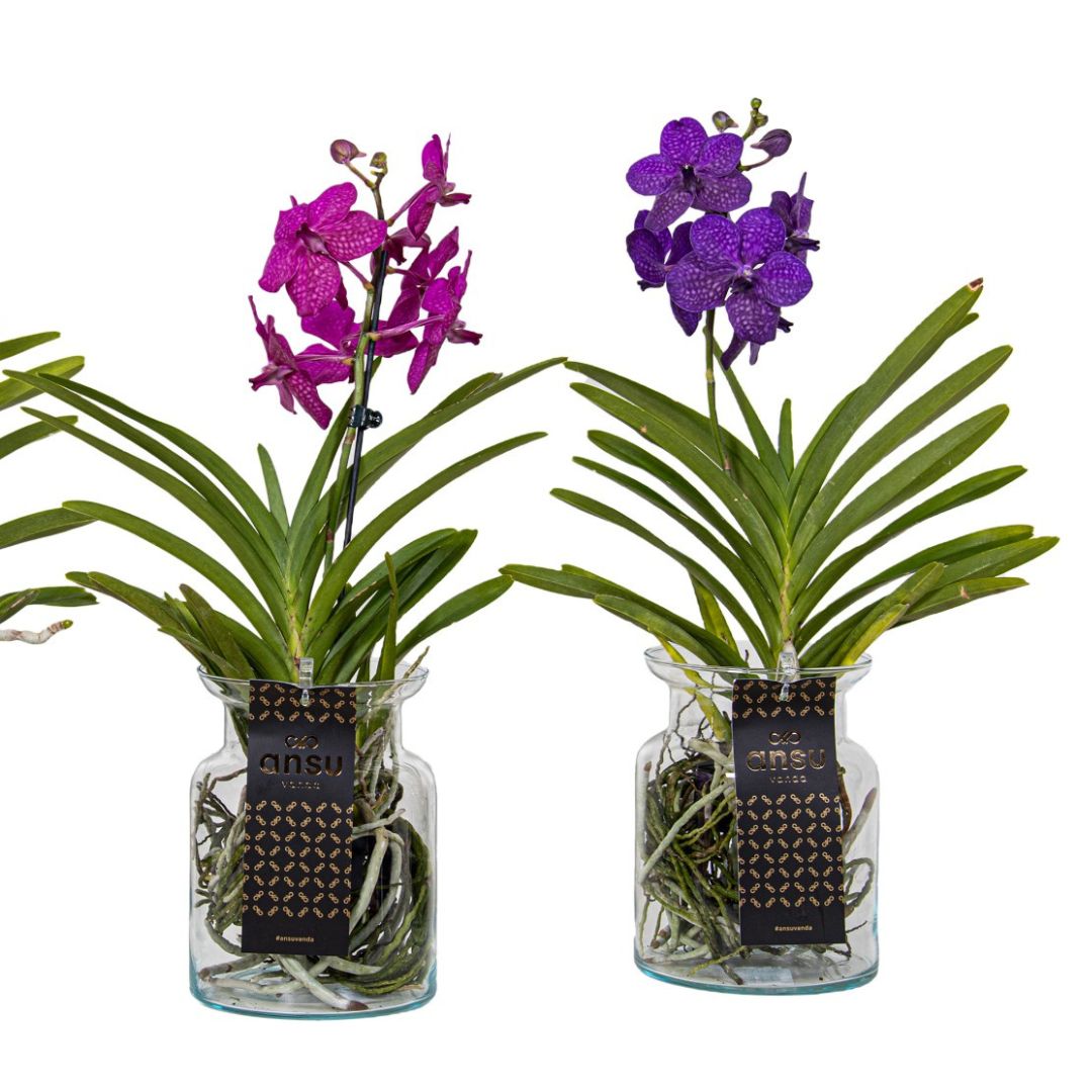 Vanda in vaso