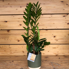Zamia in vaso green