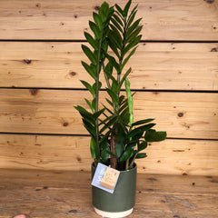 Zamia in vaso green