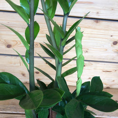 Zamia in vaso green