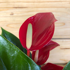 Anthurium in ciotola