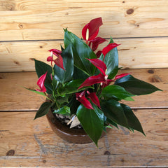 Anthurium in ciotola