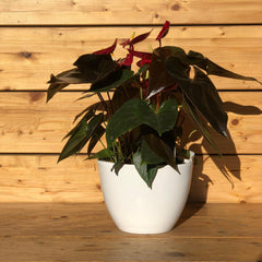 Anthurium in vaso bianco lucido