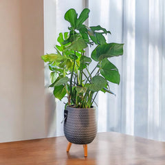 Monstera in vaso treppiedi