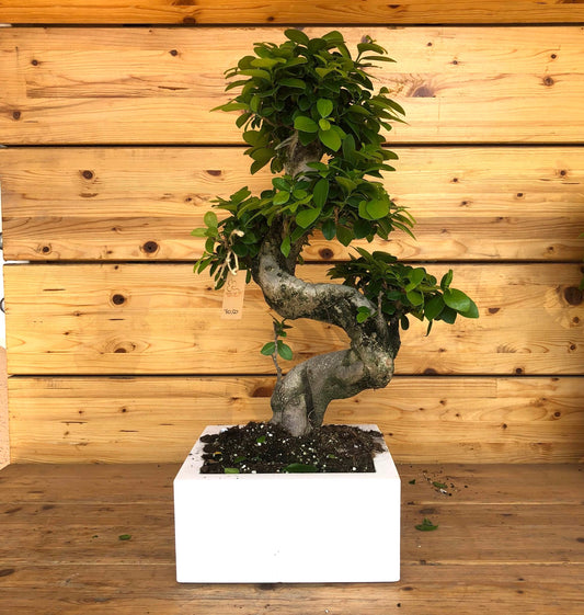 Bonsai Big Quadrato a onda