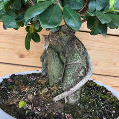 Bonsai big in ciotola