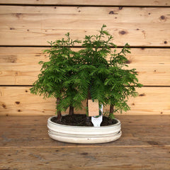 Bonsai metasequoia ( Abete d'acqua )