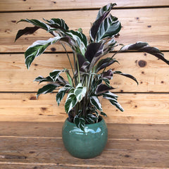 Calathea in vaso verde