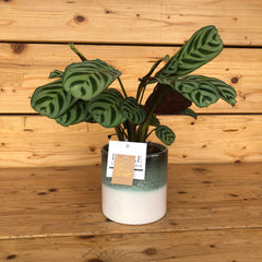 Calathea in piccolo vaso