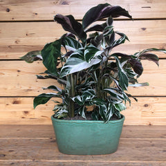 Calathea in vaso verde ovale