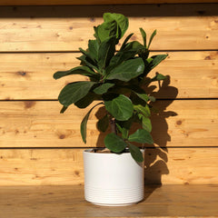 Ficus Lirata in vaso bianco