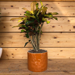 Croton in vaso arancio