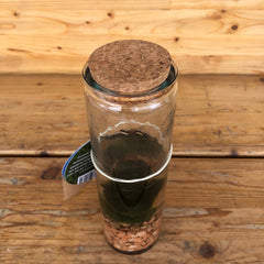 Marimo small